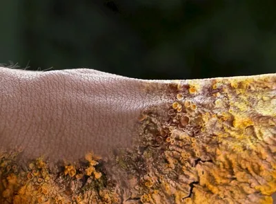 Arletta-Elst-Wawrzyniak-