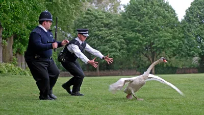 Hot-fuzz-